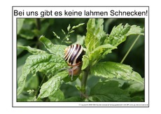 Lahme-Schnecke-1.pdf